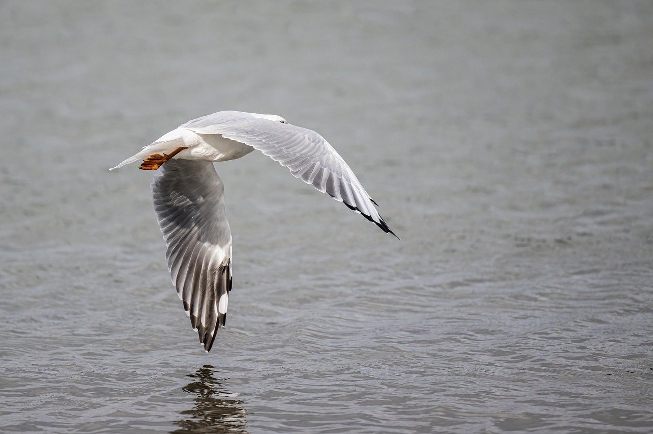 How Rapid Urbanisation Is Affecting Bird Species